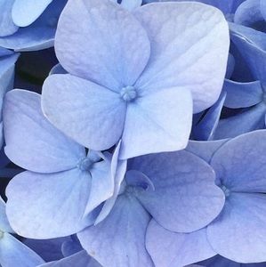 Meet your Posher, Fran